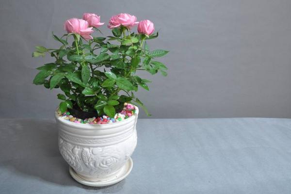 微型月季花怎么养 微型月季养殖方法与注意事项