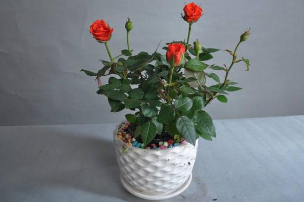 微型月季花怎么养 微型月季养殖方法与注意事项