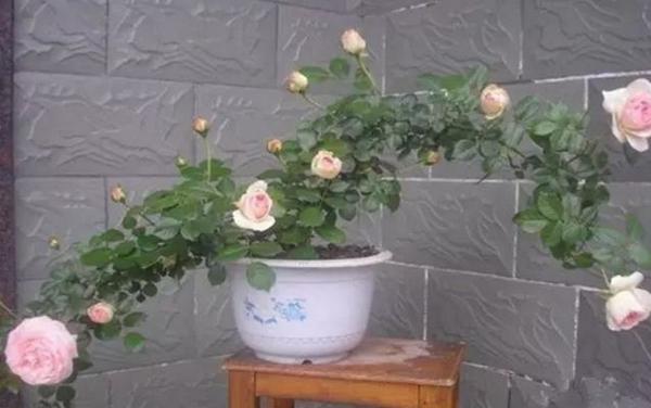 微型月季花怎么养 微型月季养殖方法与注意事项