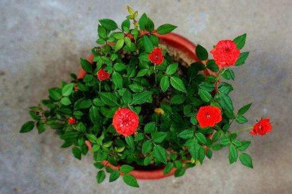 微型月季花怎么养 微型月季养殖方法与注意事项