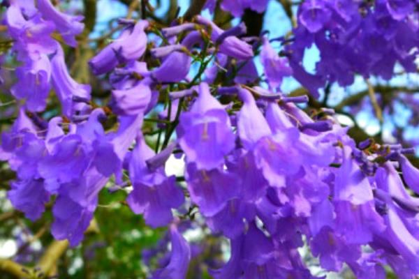 蓝花楹什么时候开花(花期是几月) 蓝花楹是什么花