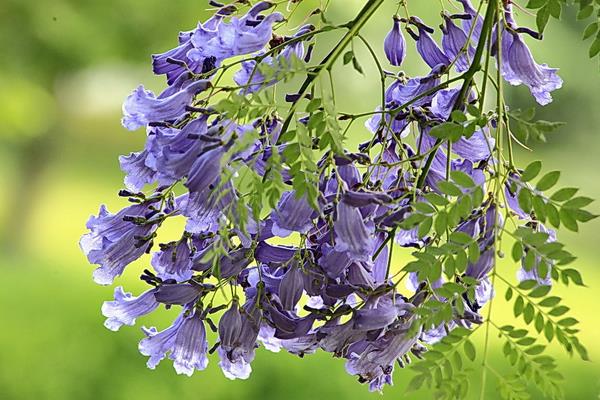 蓝花楹什么时候开花(花期是几月) 蓝花楹是什么花