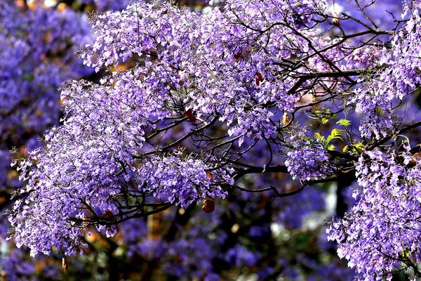蓝花楹什么时候开花(花期是几月) 蓝花楹是什么花