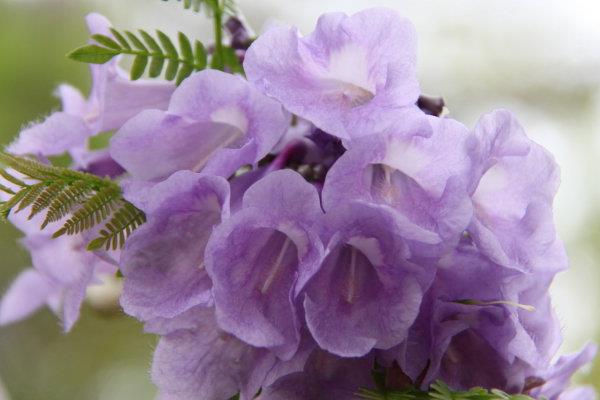 蓝花楹什么时候开花(花期是几月) 蓝花楹是什么花