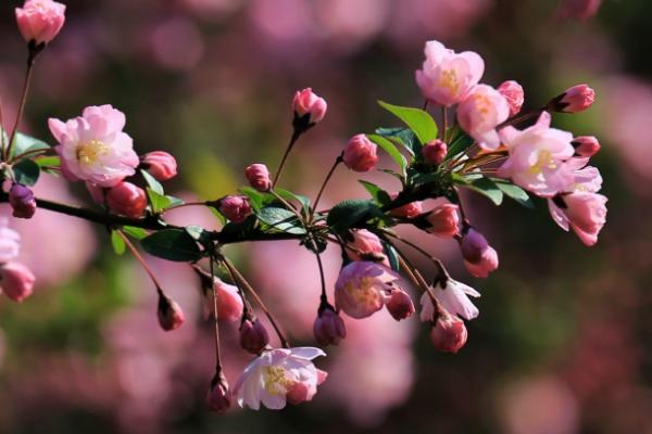 海棠花什么时候开花(几月) 海棠花结果吗