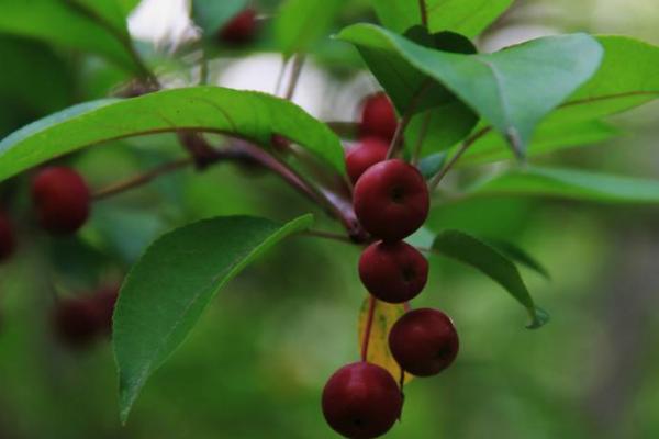 海棠花什么时候开花(几月) 海棠花结果吗