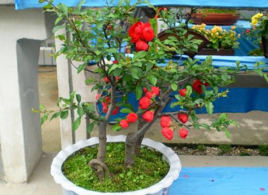 海棠花什么时候开花(几月) 海棠花结果吗