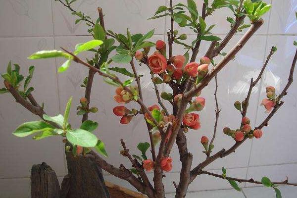 海棠花什么时候开花(几月) 海棠花结果吗