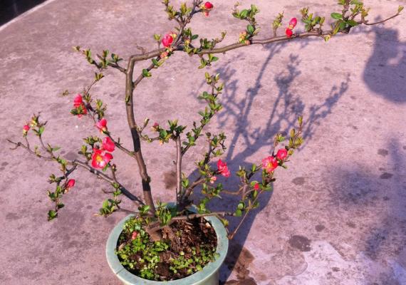 海棠花什么时候开花(几月) 海棠花结果吗