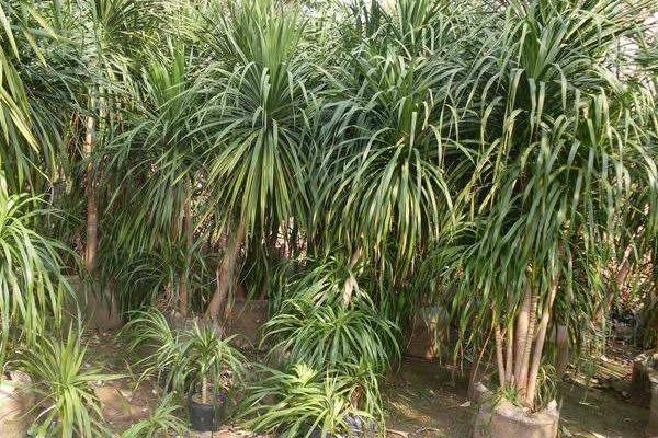 荷兰铁和龙血树的区别是什么 荷兰铁怎么养殖