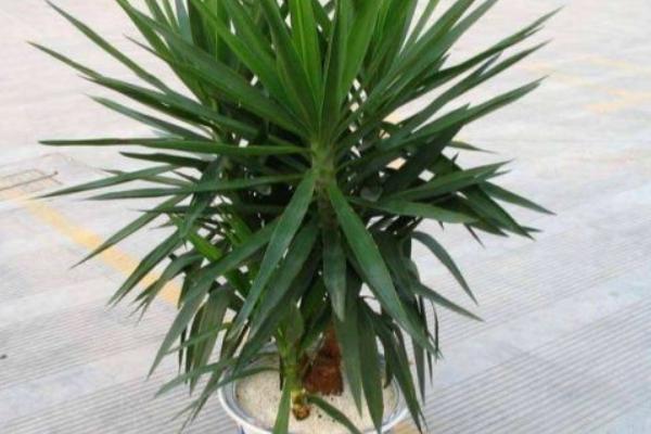 荷兰铁和龙血树的区别是什么 荷兰铁怎么养殖