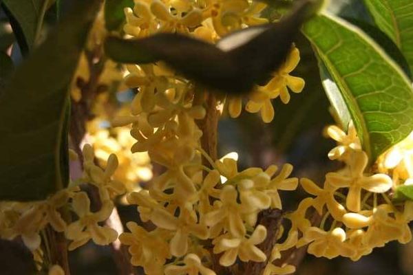 四季桂什么时候开花(几月) 四季桂的繁殖方法