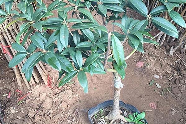 四季桂什么时候开花(几月) 四季桂的繁殖方法