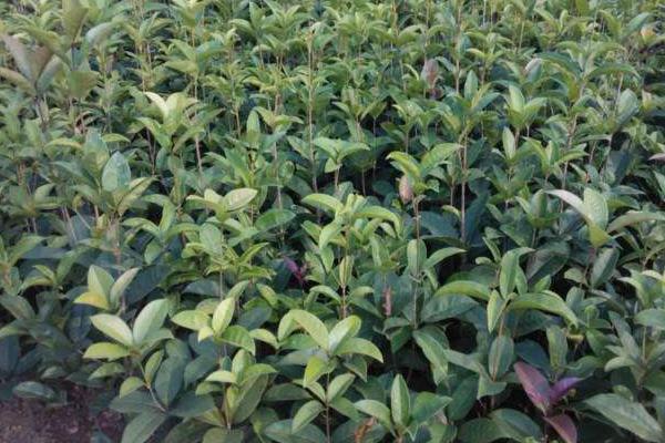 四季桂什么时候开花(几月) 四季桂的繁殖方法