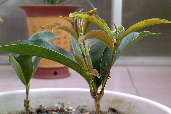 四季桂什么时候开花(几月) 四季桂的繁殖方法