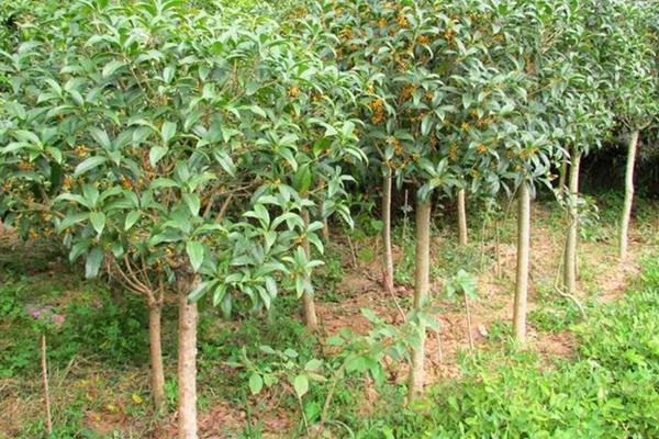 四季桂什么时候开花(几月) 四季桂的繁殖方法