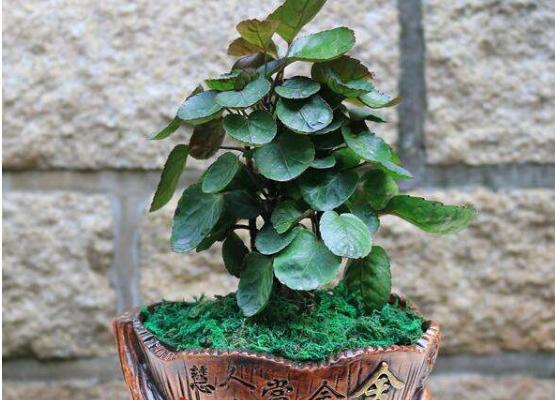 金钱兜怎么养 金钱兜养殖方法与注意事项