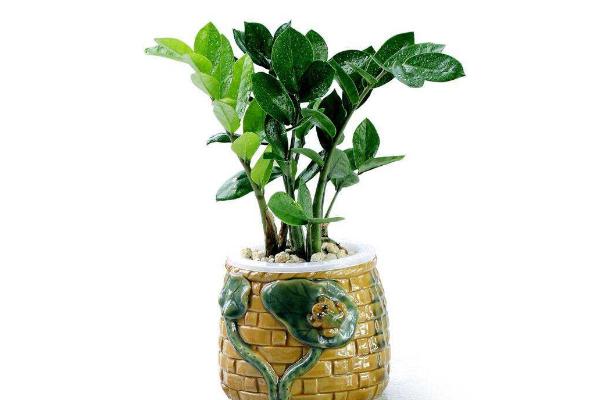 金钱树怎么浇水（多久浇一次） 金钱树怎么繁殖