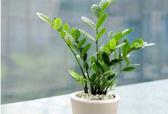家庭养金钱树有什么好处 养金钱树对风水的作用(摆放位置)