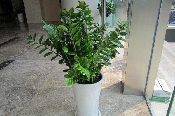 家庭养金钱树有什么好处 养金钱树对风水的作用(摆放位置)