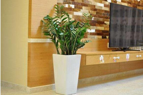 家庭养金钱树有什么好处 养金钱树对风水的作用(摆放位置)