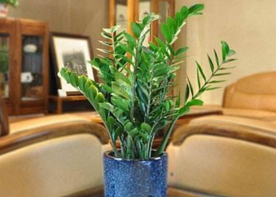 家庭养金钱树有什么好处 养金钱树对风水的作用(摆放位置)