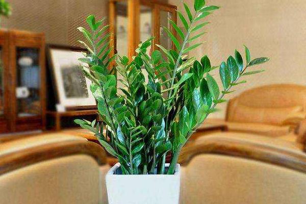 家庭养金钱树有什么好处 养金钱树对风水的作用(摆放位置)