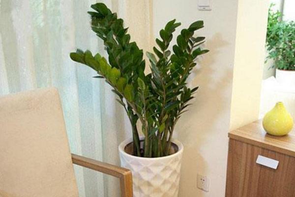 家庭养金钱树有什么好处 养金钱树对风水的作用(摆放位置)