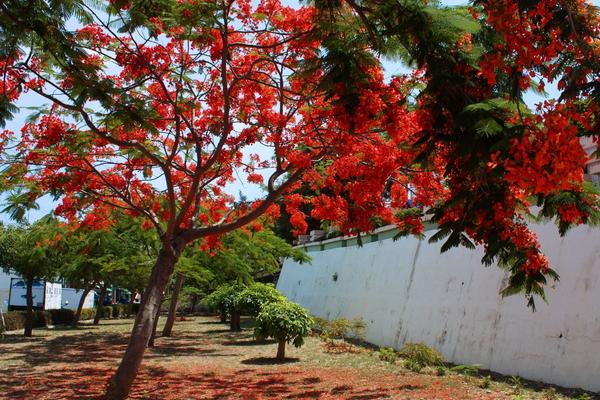 凤凰木市场价格多少钱一颗(15公分、30公分、50公分等) 凤凰木的生长习性
