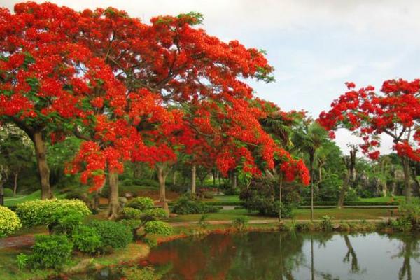 凤凰木市场价格多少钱一颗(15公分、30公分、50公分等) 凤凰木的生长习性