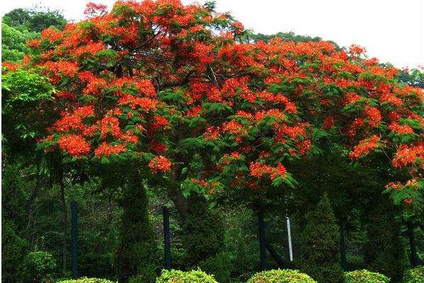 凤凰木市场价格多少钱一颗(15公分、30公分、50公分等) 凤凰木的生长习性