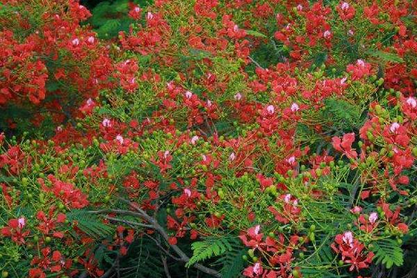 凤凰木市场价格多少钱一颗(15公分、30公分、50公分等) 凤凰木的生长习性