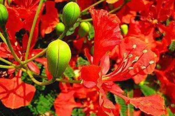 凤凰木市场价格多少钱一颗(15公分、30公分、50公分等) 凤凰木的生长习性