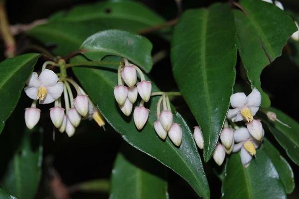 朱砂根什么时候开花(几月) 朱砂根怎么繁殖