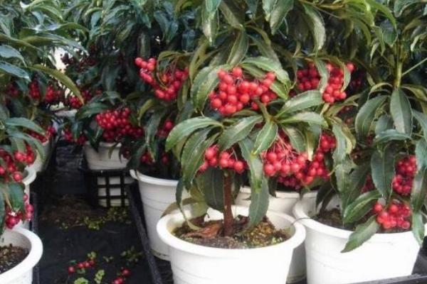 朱砂根什么时候开花(几月) 朱砂根怎么繁殖