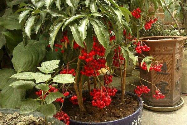 朱砂根什么时候开花(几月) 朱砂根怎么繁殖