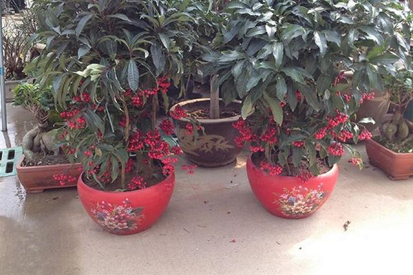 朱砂根什么时候开花(几月) 朱砂根怎么繁殖