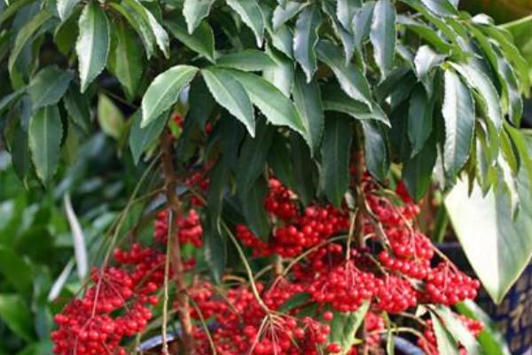 朱砂根什么时候开花(几月) 朱砂根怎么繁殖