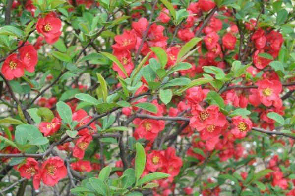 贴梗海棠和木瓜海棠的区别是什么 贴梗海棠生长习性