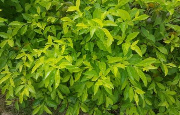 假连翘怎么种 假连翘种植方法与注意事项