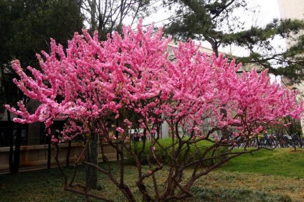 榆叶梅有毒吗 榆叶梅果实能吃吗