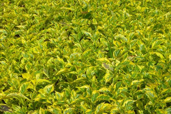 假连翘怎么种 假连翘种植方法与注意事项