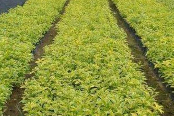 假连翘怎么种 假连翘种植方法与注意事项