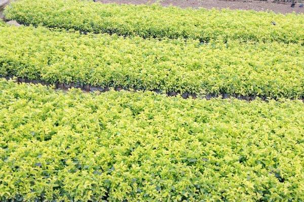 假连翘怎么种 假连翘种植方法与注意事项