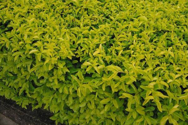 假连翘怎么种 假连翘种植方法与注意事项