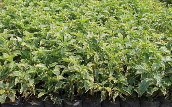 假连翘怎么种 假连翘种植方法与注意事项