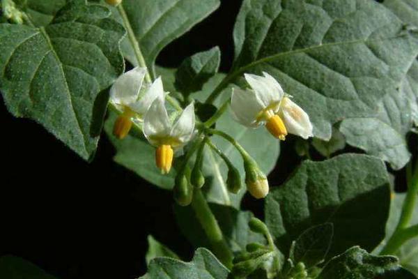 冬珊瑚什么时候开花(几月) 冬珊瑚不结果的原因和解决方法