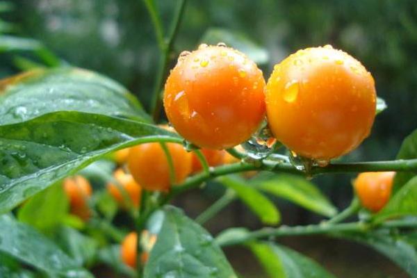 冬珊瑚什么时候开花(几月) 冬珊瑚不结果的原因和解决方法