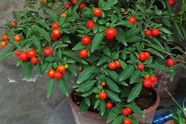 冬珊瑚什么时候开花(几月) 冬珊瑚不结果的原因和解决方法