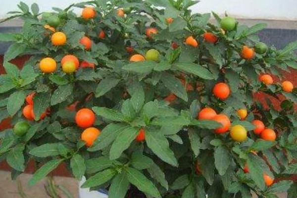 冬珊瑚什么时候开花(几月) 冬珊瑚不结果的原因和解决方法